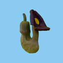 Aristolochia macrophylla (durior)